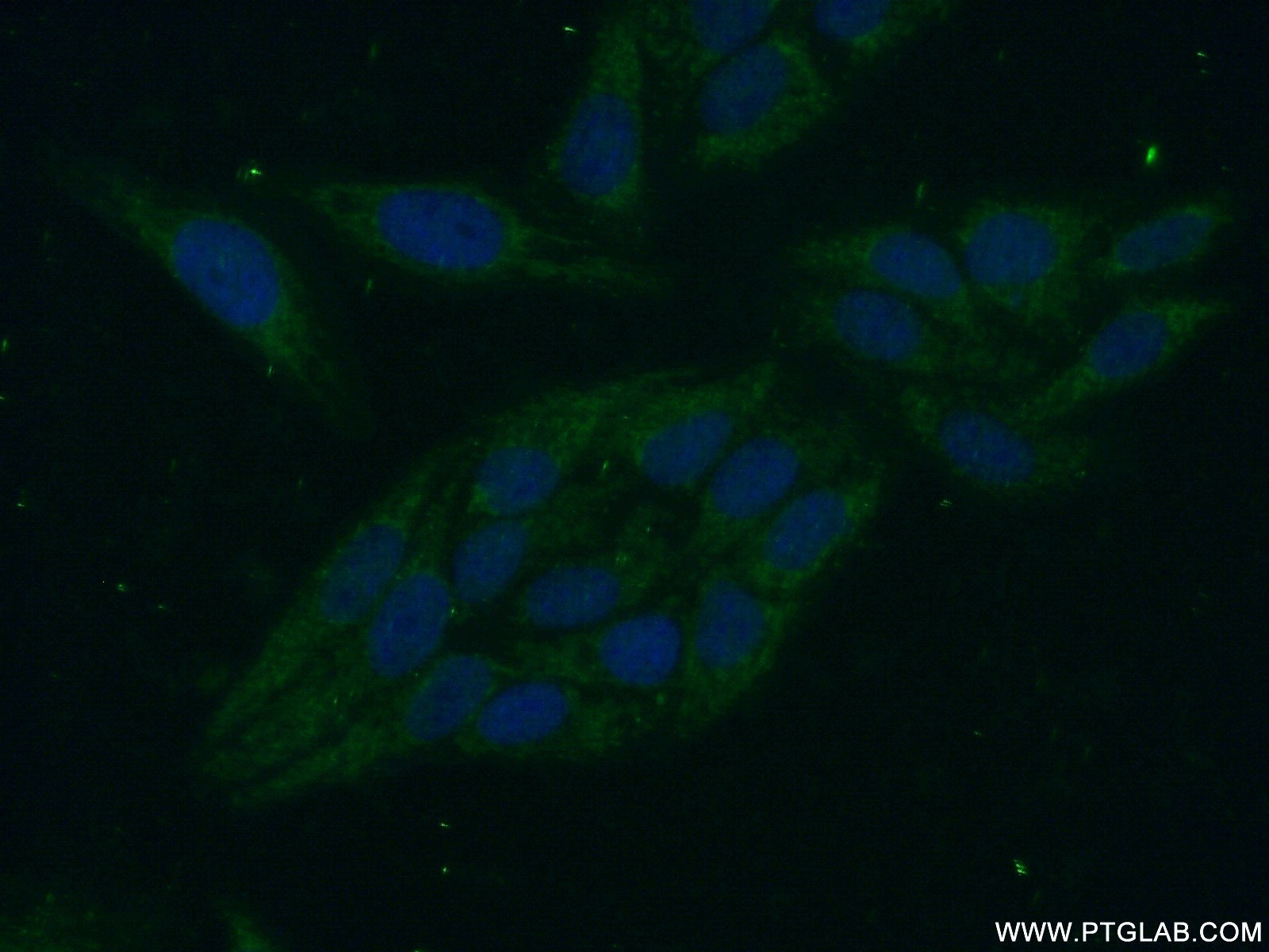 IF Staining of HepG2 using 16115-1-AP