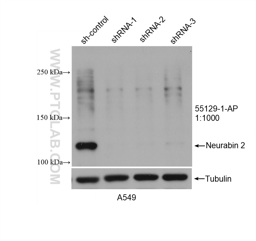 WB analysis of A549 using 55129-1-AP