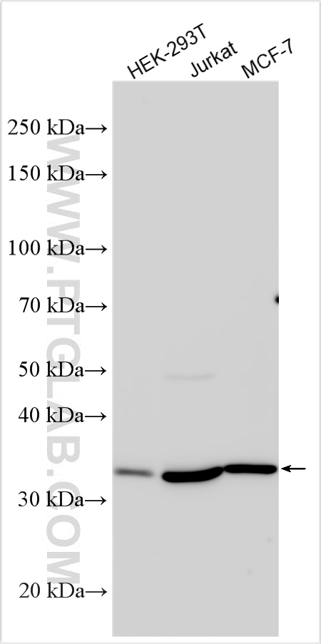 WB analysis using 13482-1-AP