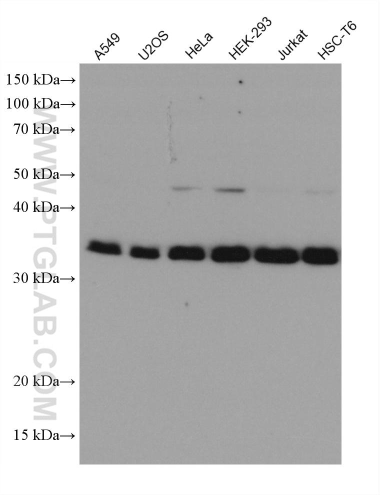 WB analysis using 67809-1-Ig