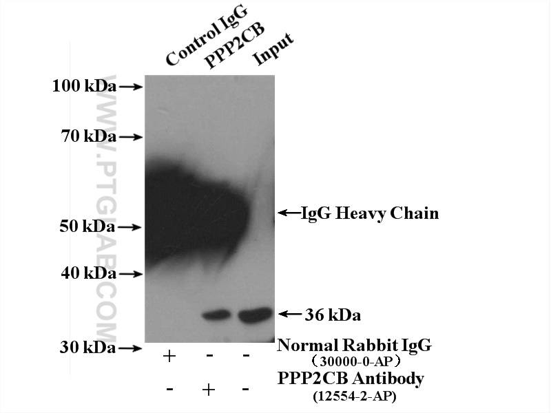 IP experiment of NIH/3T3 using 12554-2-AP