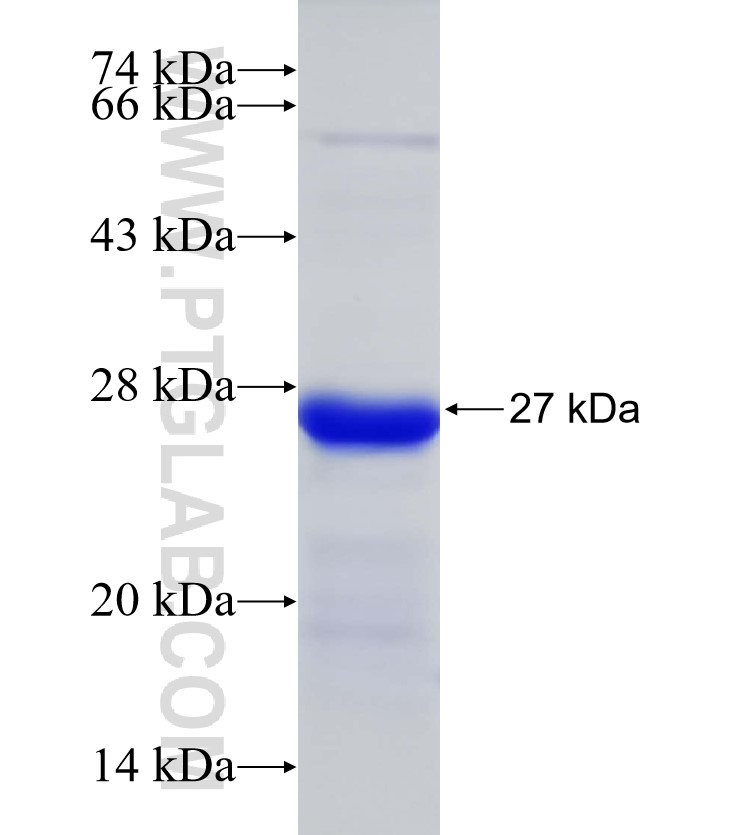 PPP2R2A fusion protein Ag33342 SDS-PAGE