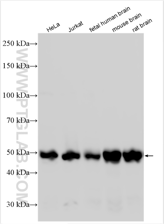 WB analysis using 13123-1-AP