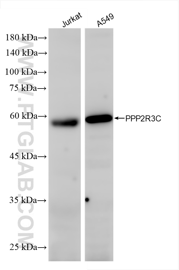WB analysis using 86449-1-RR