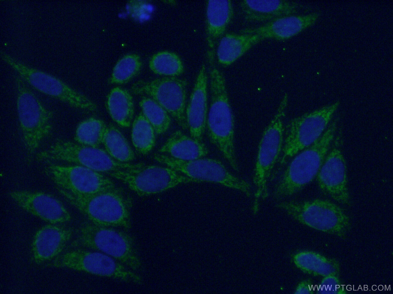IF Staining of HepG2 using 12675-2-AP (same clone as 12675-2-PBS)