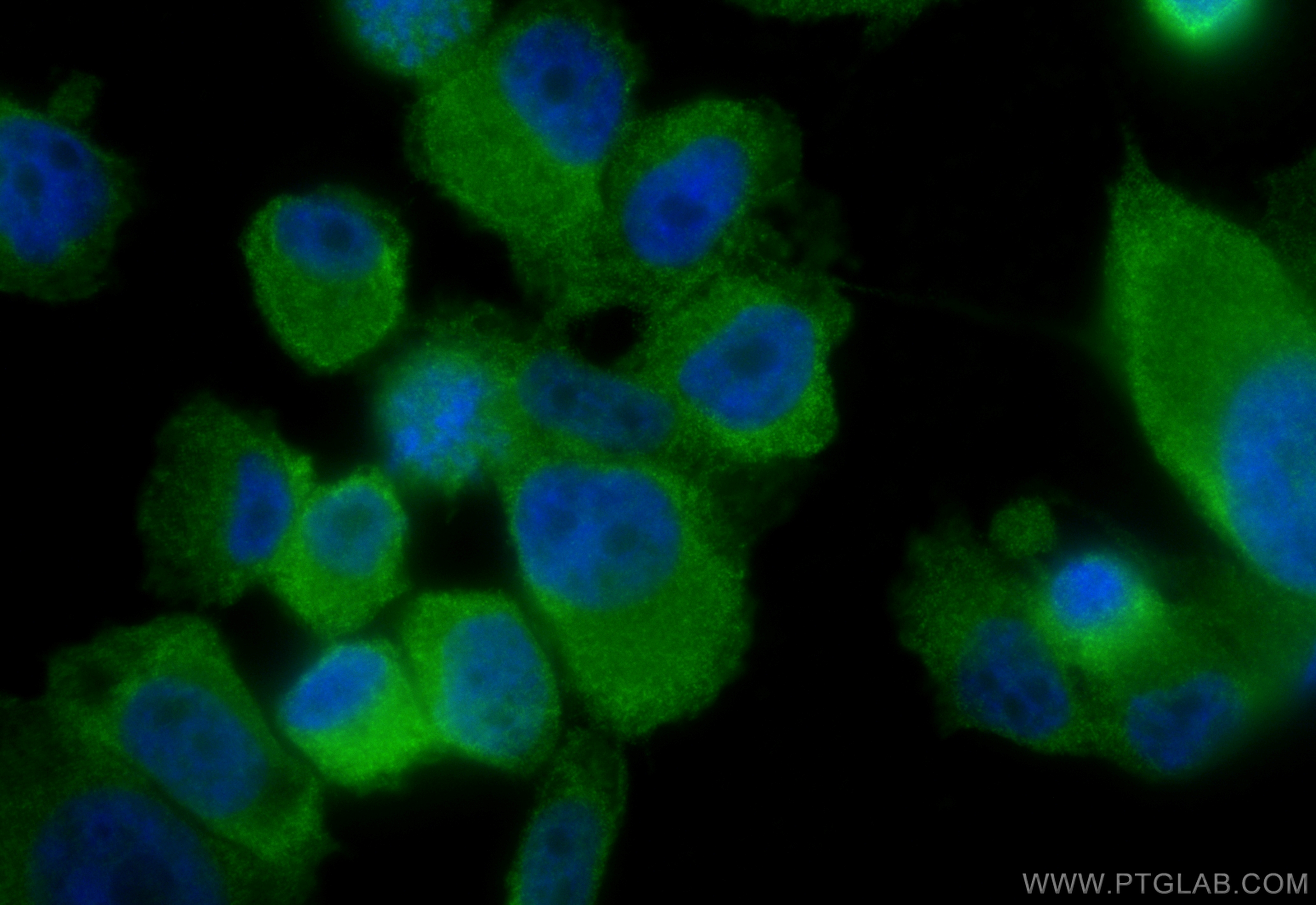 IF Staining of PC-3 using 12675-2-AP