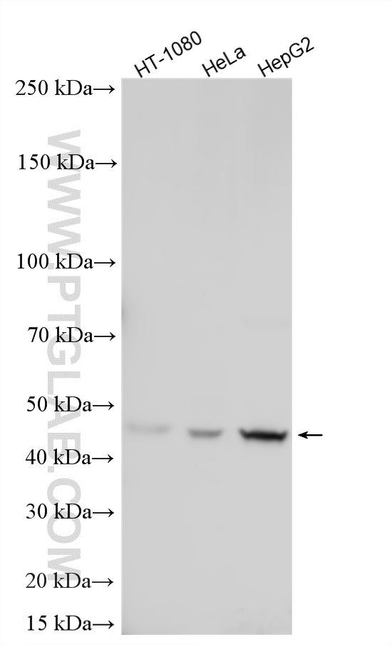WB analysis using 23885-1-AP