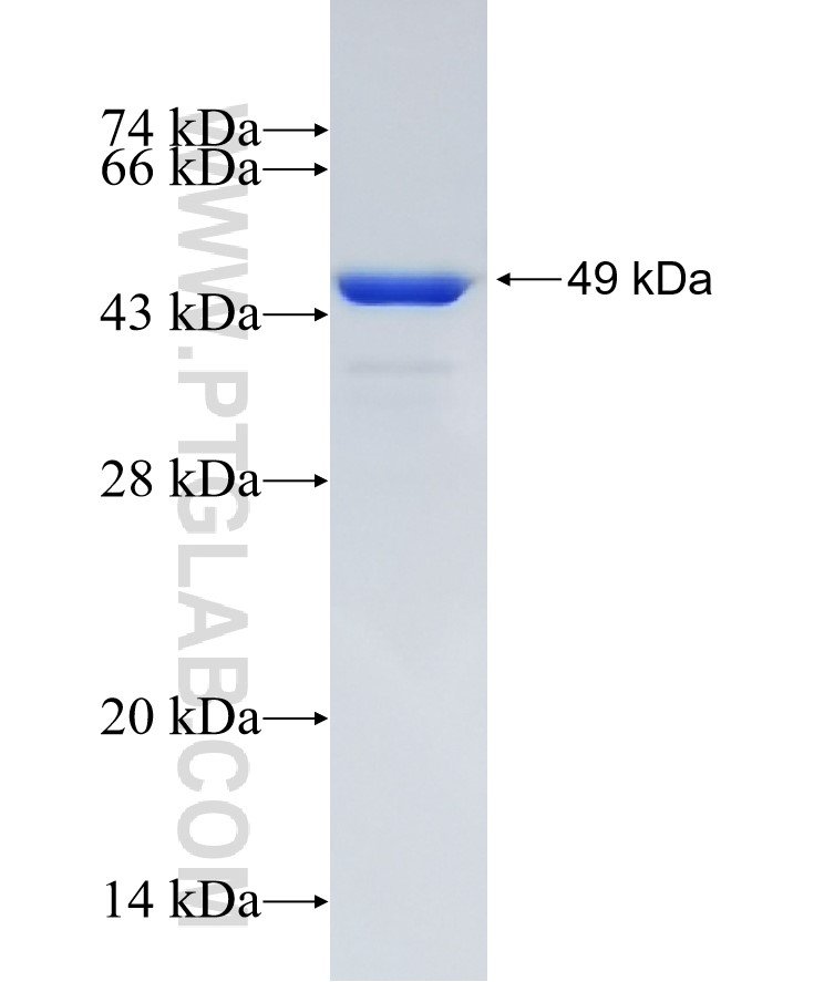 PPP3CB fusion protein Ag26987 SDS-PAGE