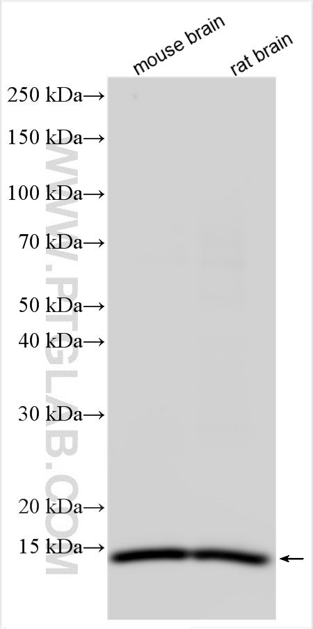 WB analysis of mouse brain using 13210-1-AP