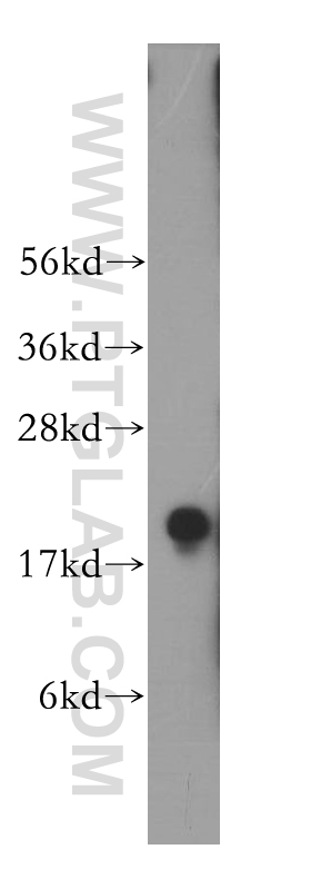 WB analysis of mouse testis using 14005-1-AP