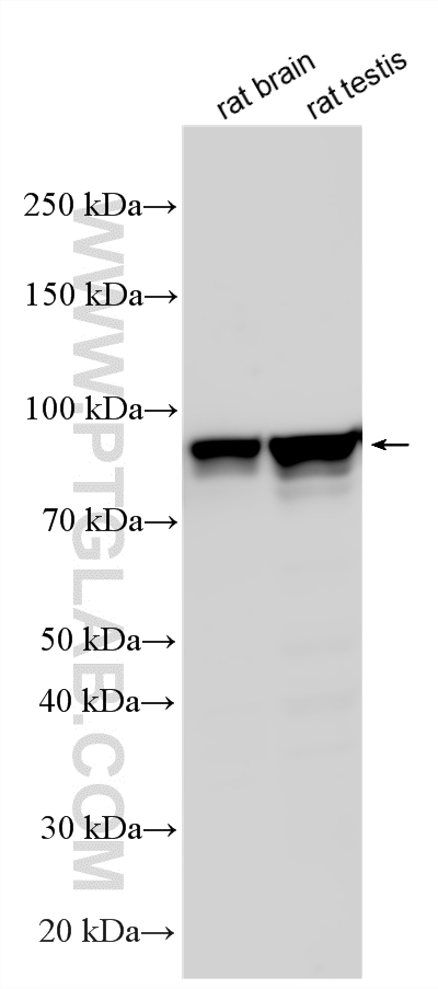 WB analysis using 20124-1-AP