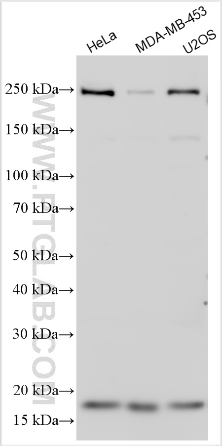 WB analysis using 32194-1-AP