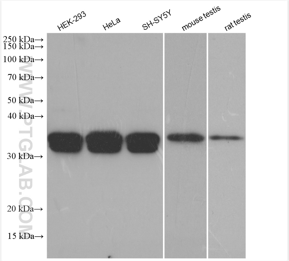 WB analysis using 29653-1-AP