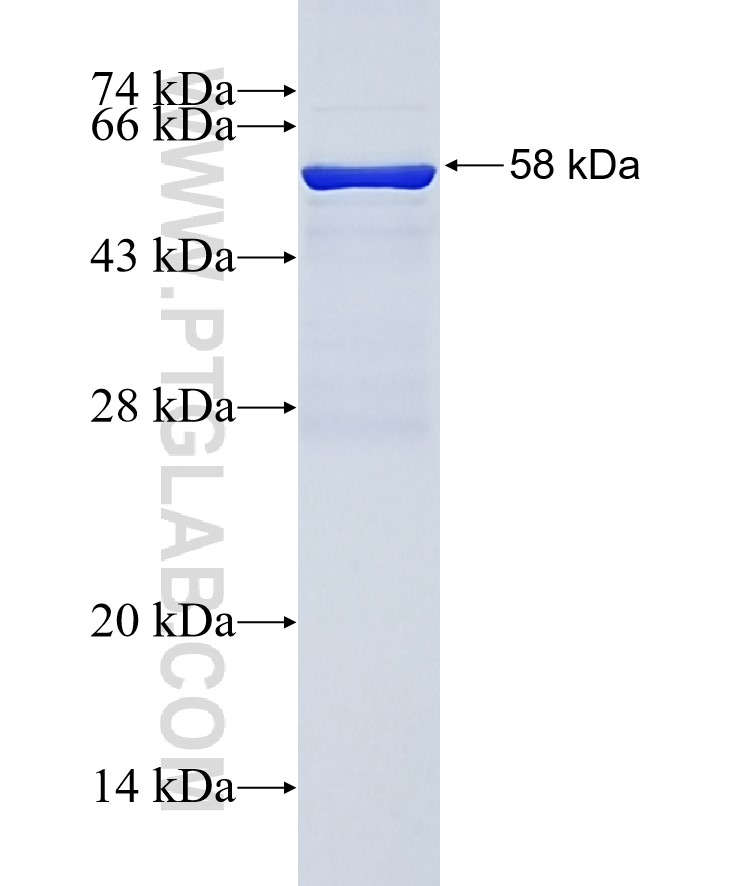 PPT1 fusion protein Ag1131 SDS-PAGE