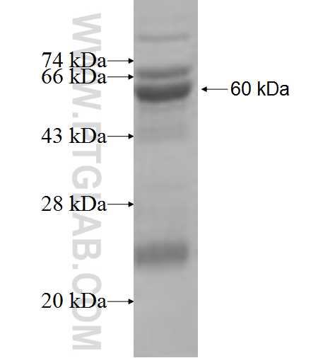 PPT2 fusion protein Ag7671 SDS-PAGE