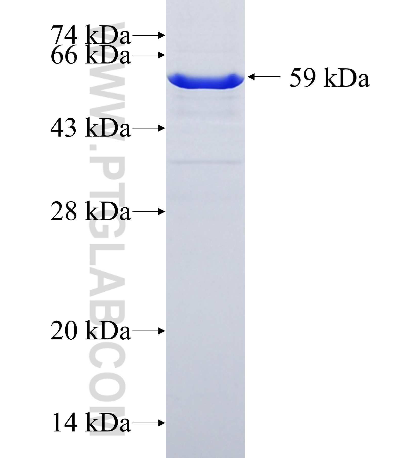 PPTC7 fusion protein Ag16469 SDS-PAGE