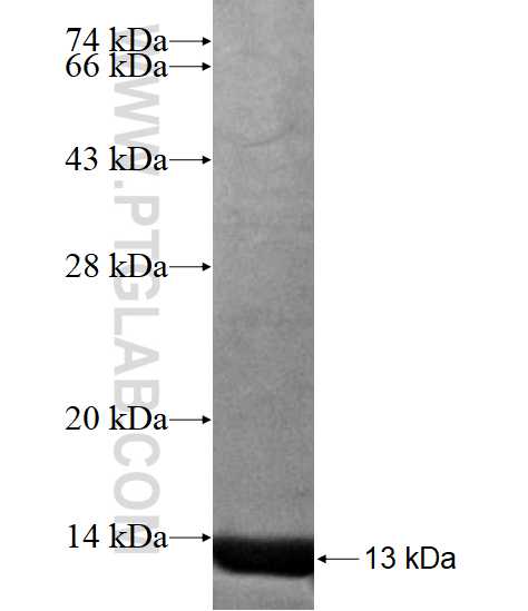 PPYR1 fusion protein Ag16952 SDS-PAGE