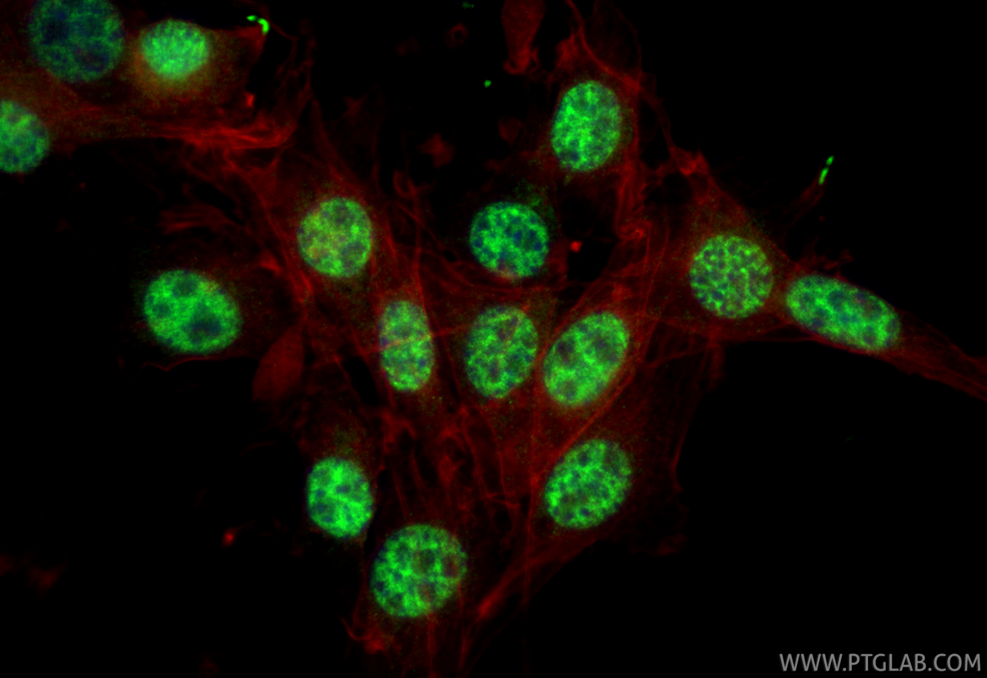 IF Staining of NIH/3T3 using 16264-1-AP