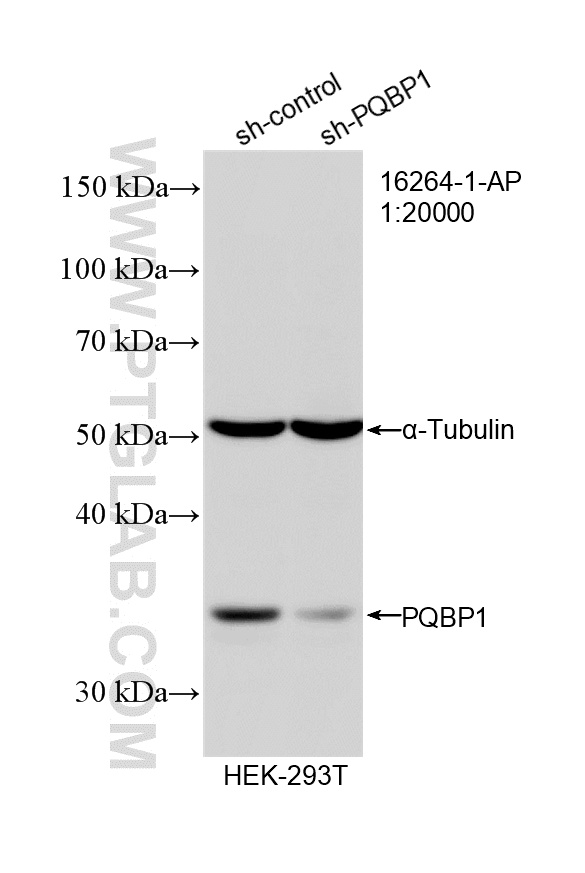 WB analysis of HEK-293T using 16264-1-AP