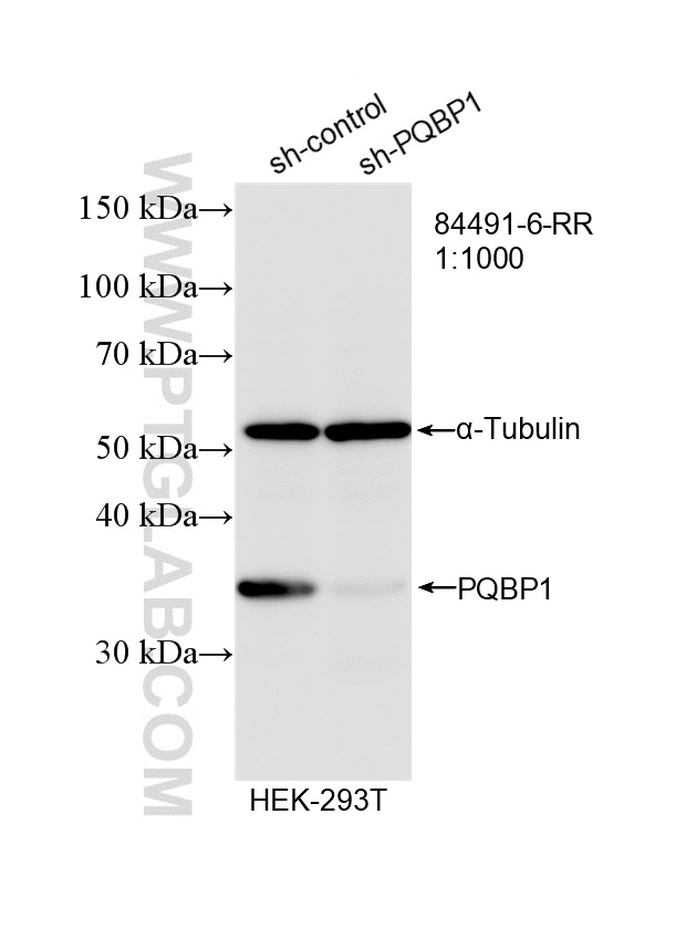 WB analysis of HEK-293T using 84491-6-RR WB analysis of HEK-293T using 84491-6-RR