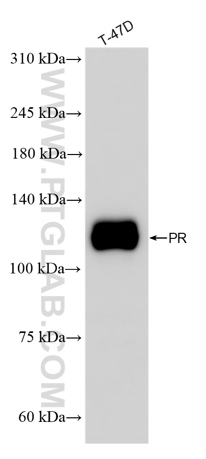 WB analysis of T-47D using 85112-5-RR