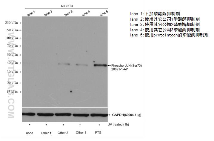 使用不同公司的磷酸酶抑制剂分别制备经UV处理的NIH/3t3细胞样品，经SDS-PAGE电泳后，使用Phospho-JUN(Ser73)(28891-1-AP)抗体以1:2000稀释液在37℃下孵育1小时进行免疫印迹。剥离膜并用GAPDH（60004-1-Ig)抗体作为对照重新印迹。