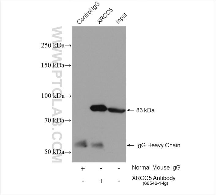 IP result of anti-XRCC5(IP:66546-1-Ig, 5μg; Detection:66546-1-Ig 1:40000) with HeLa cells lysate 640 μg.