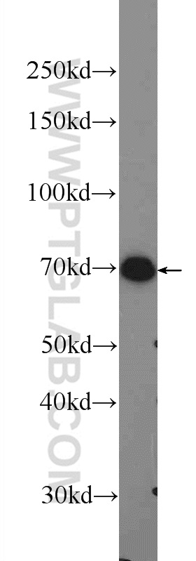 WB analysis of U-937 using 13651-1-AP