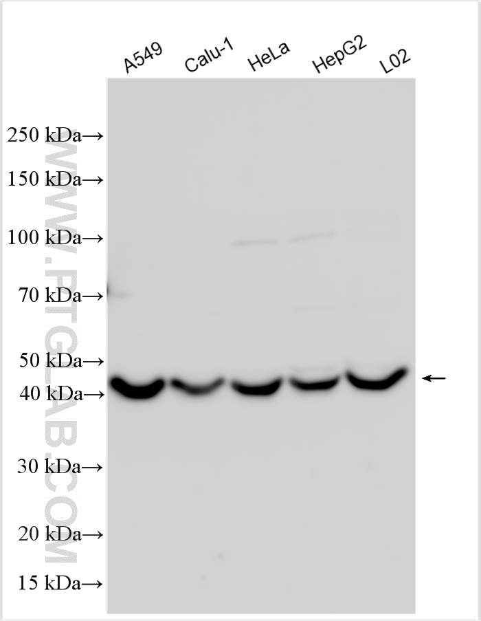 WB analysis using 32456-1-AP