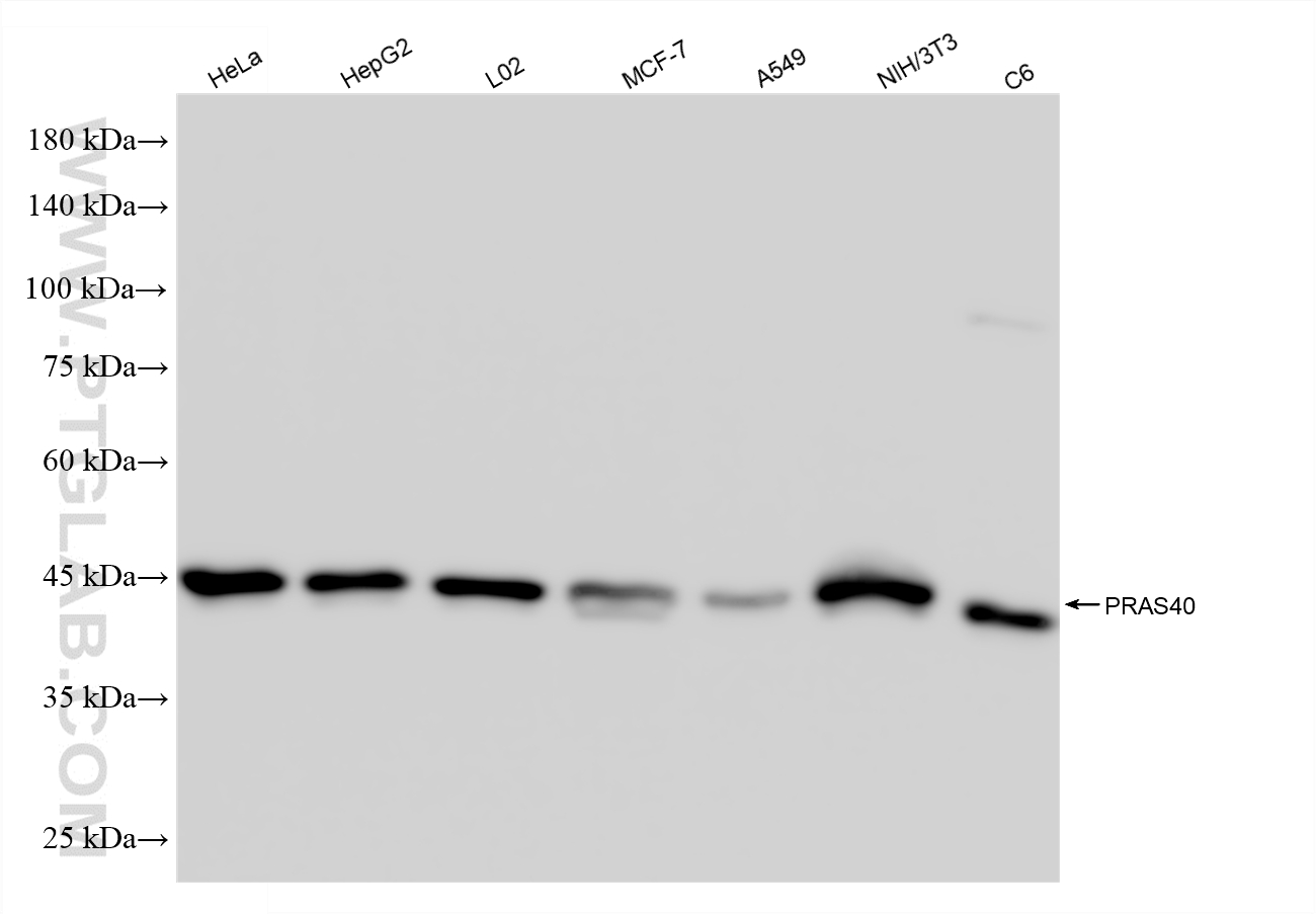 WB analysis using 85244-4-RR (same clone as 85244-4-PBS)