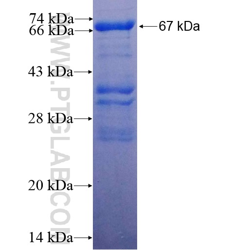 PRAS40 fusion protein Ag15355 SDS-PAGE