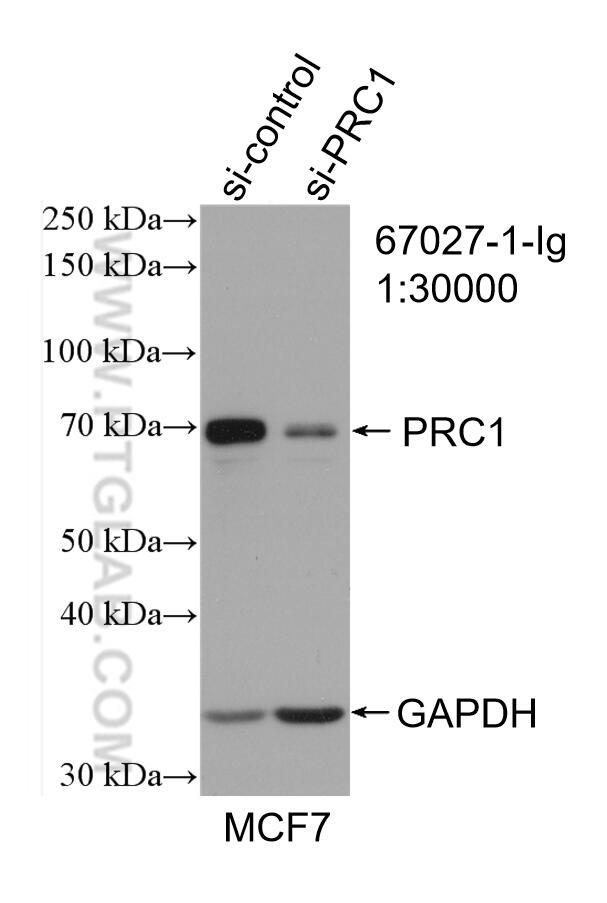 WB analysis of MCF-7 using 67027-1-Ig