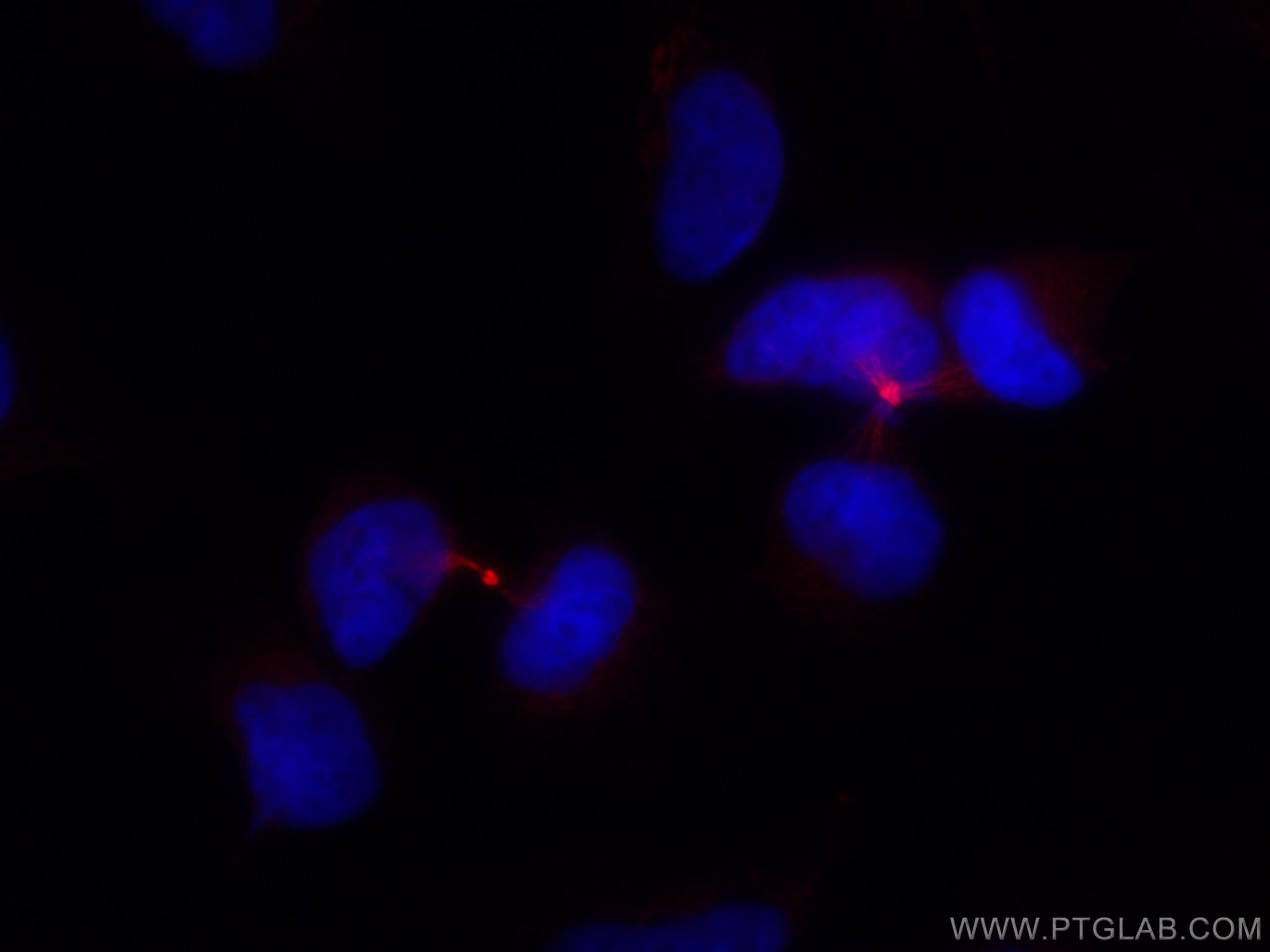 IF Staining of HeLa using CL594-67027