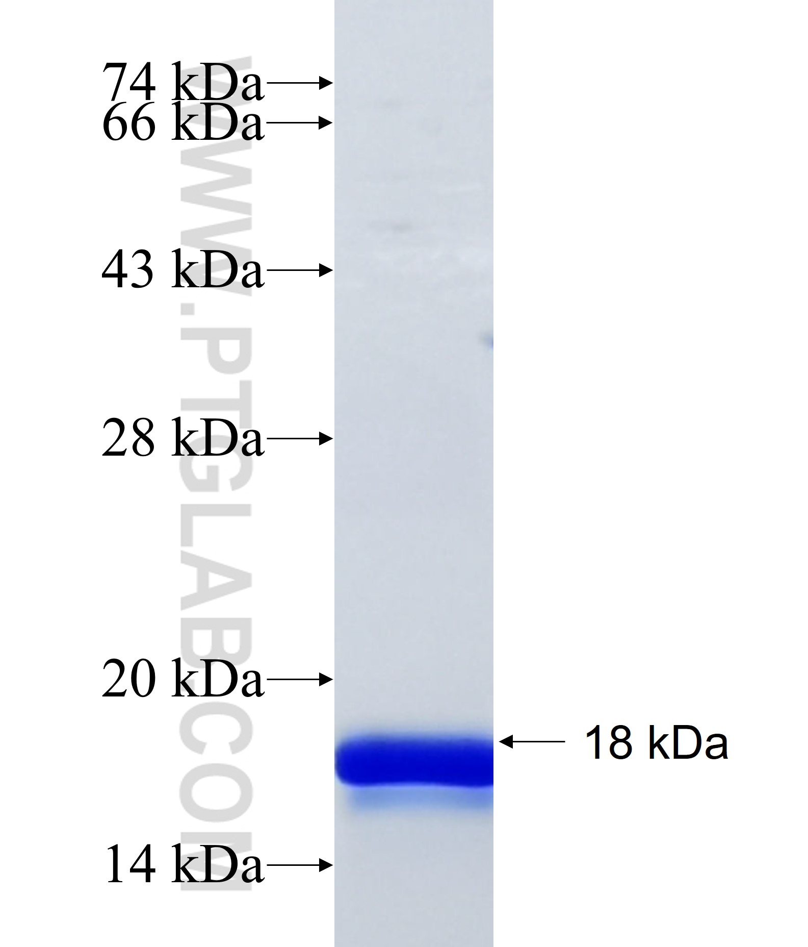 PRDM12 fusion protein Ag30670 SDS-PAGE