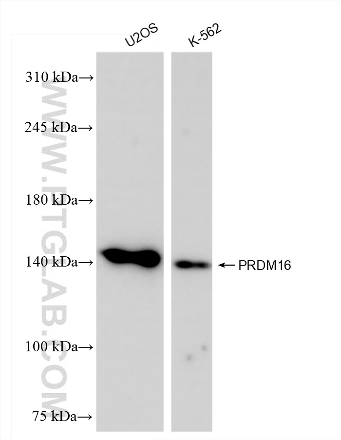 WB analysis using 83872-1-RR
