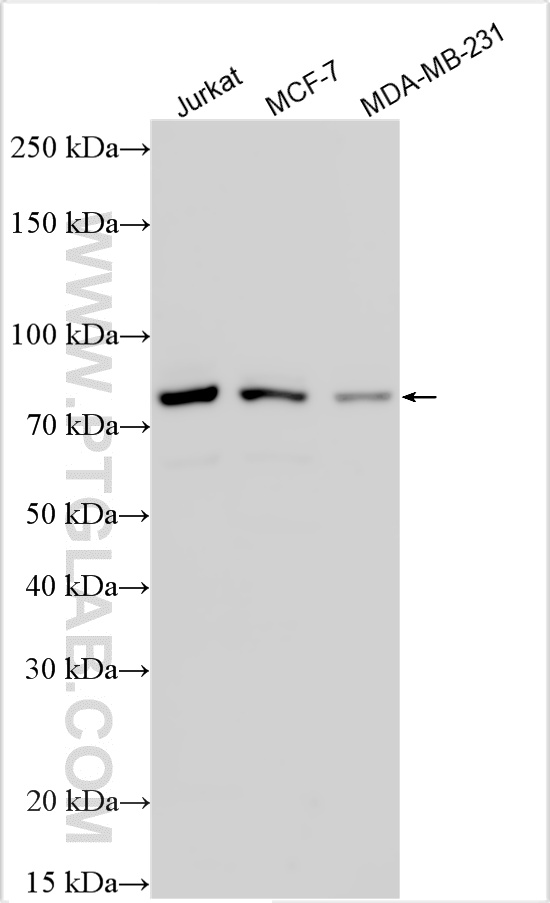 Various lysates were subjected to SDS PAGE followed by western blot with 33205-1-AP (PRDM6 antibody) at dilution of 1:3000 incubated at room temperature for 1.5 hours. WB analysis using 33205-1-AP