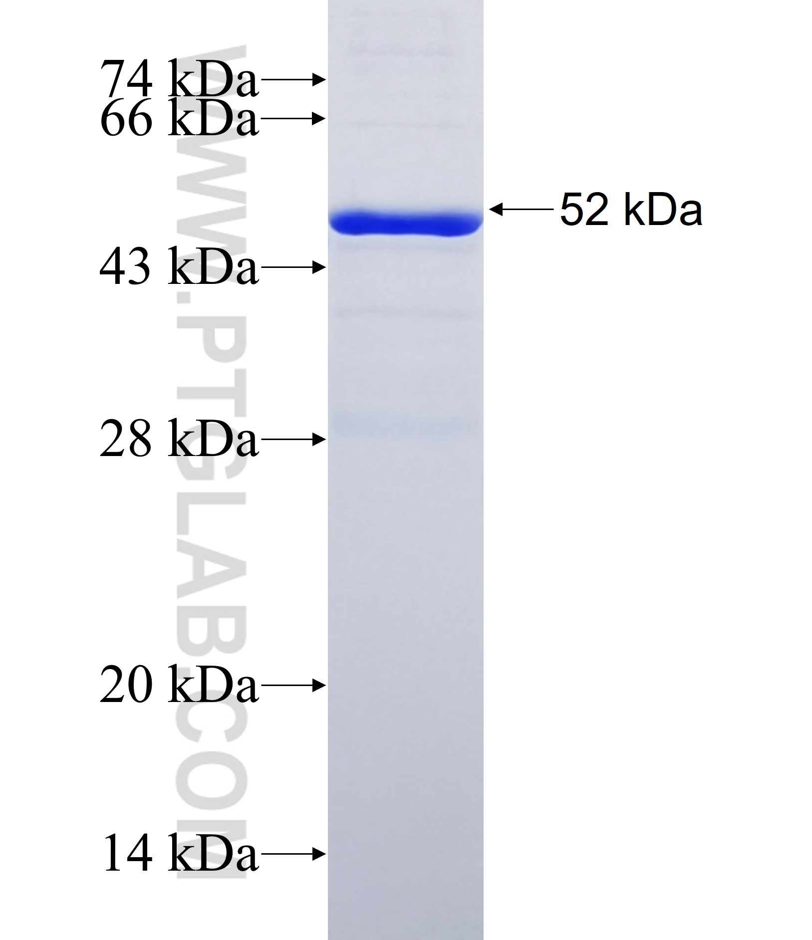 PRDM6 fusion protein Ag38054 SDS-PAGE PRDM6 fusion protein Ag38054 SDS-PAGE