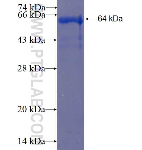 PRDM8 fusion protein Ag23373 SDS-PAGE