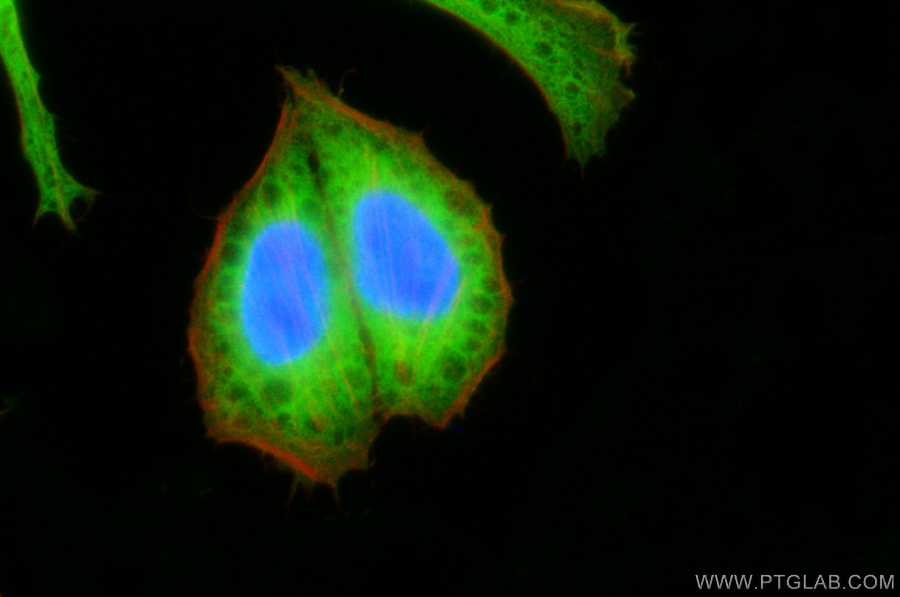 IF Staining of HepG2 using 10545-2-AP