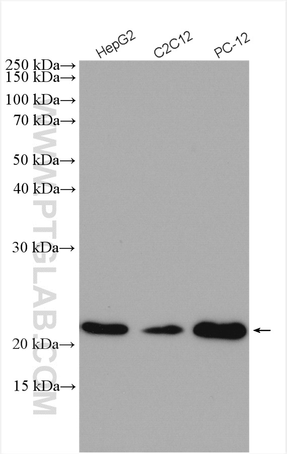 WB analysis using 10545-2-AP