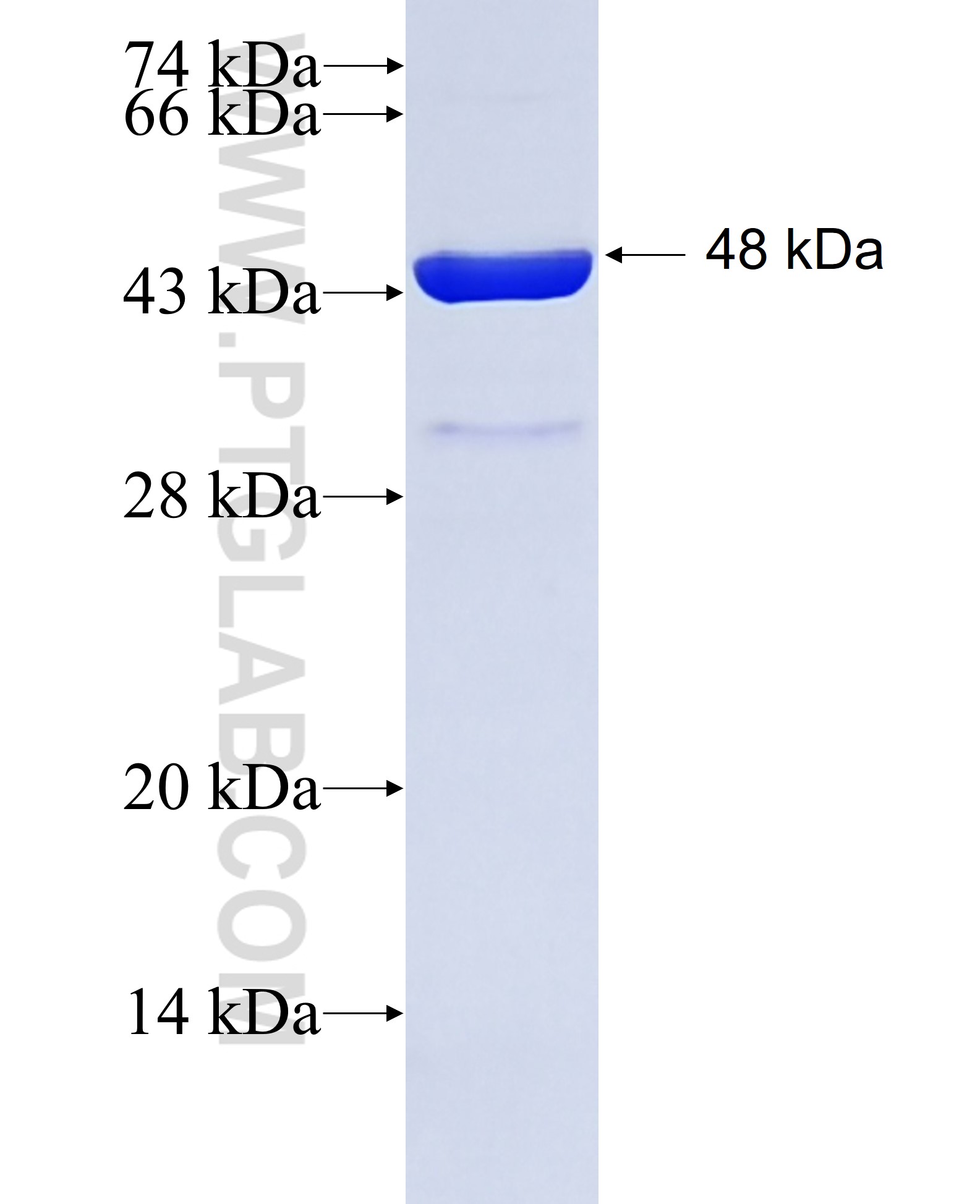 PRDX2 fusion protein Ag0835 SDS-PAGE