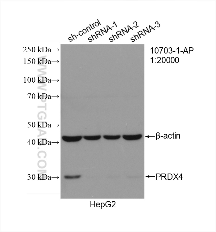 WB analysis of HepG2 using 10703-1-AP