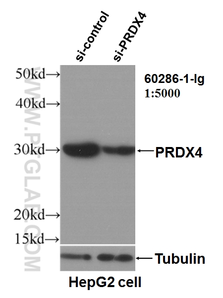 WB analysis of HepG2 using 60286-1-Ig