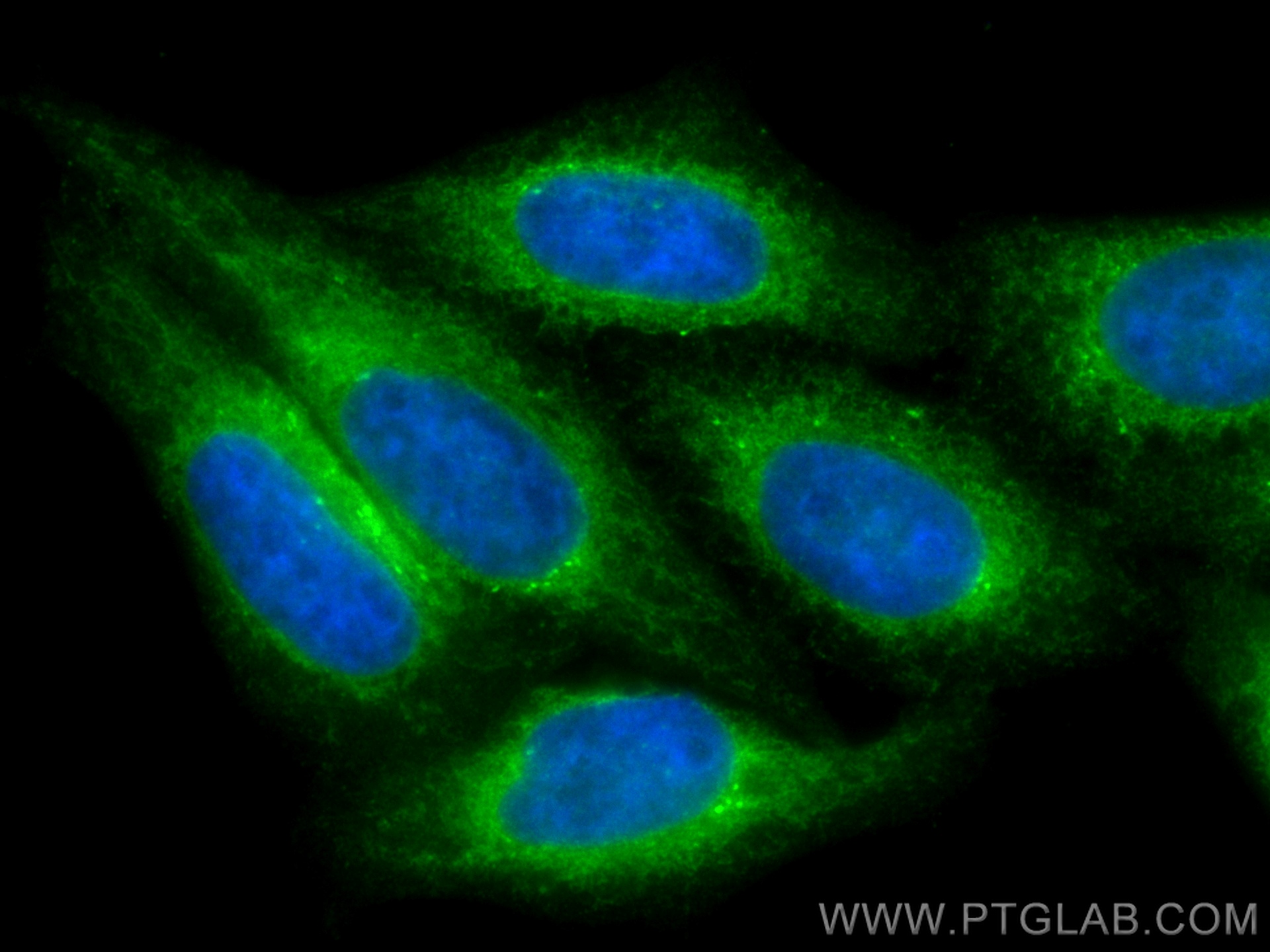 IF Staining of HepG2 using CL488-10703