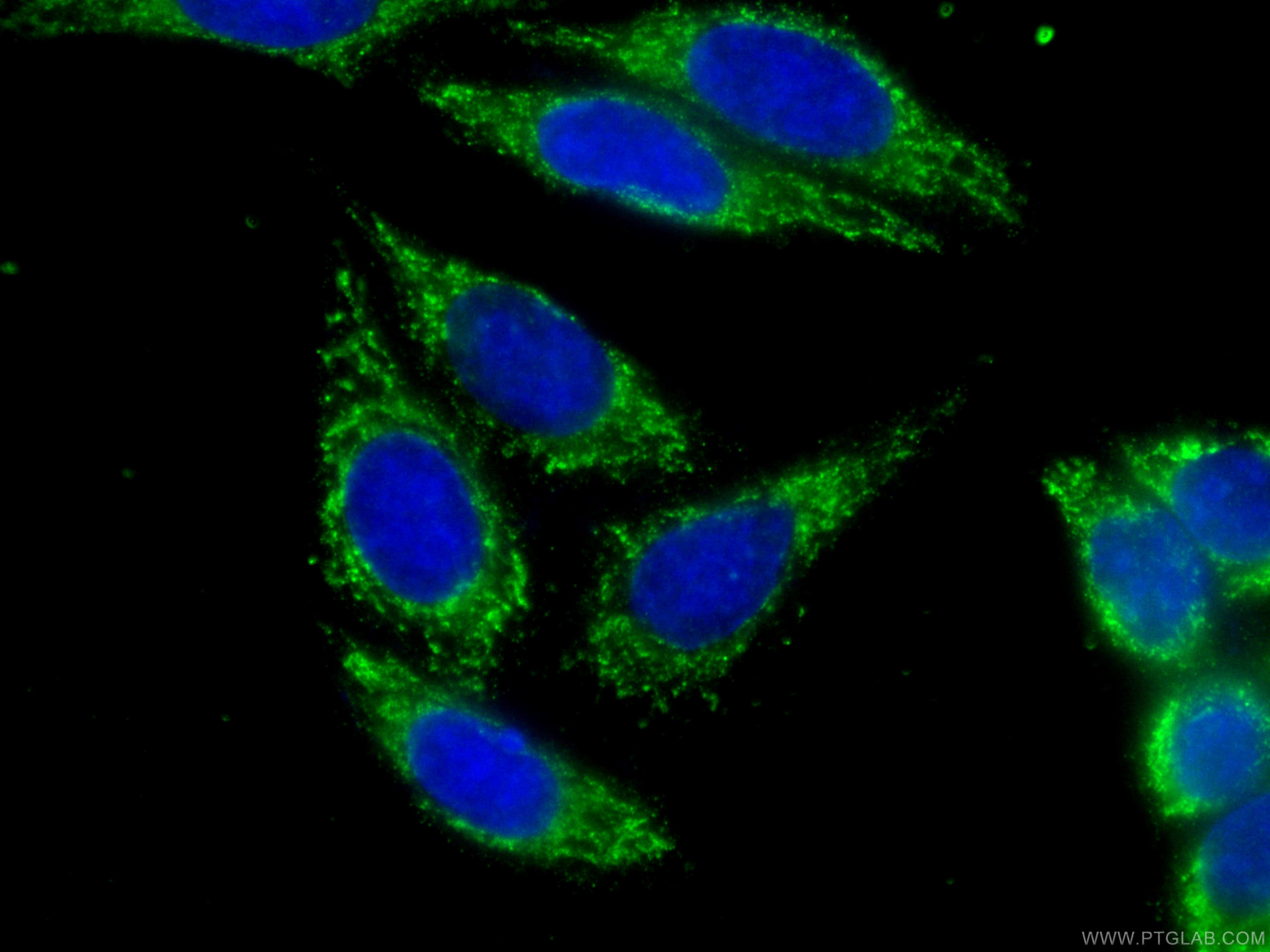 IF Staining of HepG2 using CL488-60286