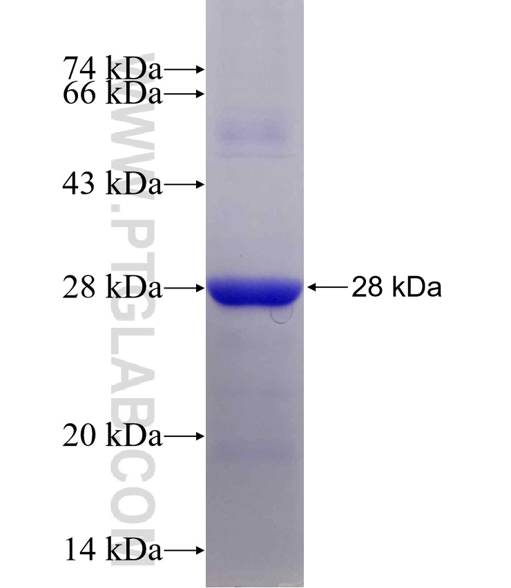 Prx5 fusion protein Ag12262 SDS-PAGE