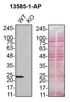 WB analysis of HAP1 using 13585-1-AP