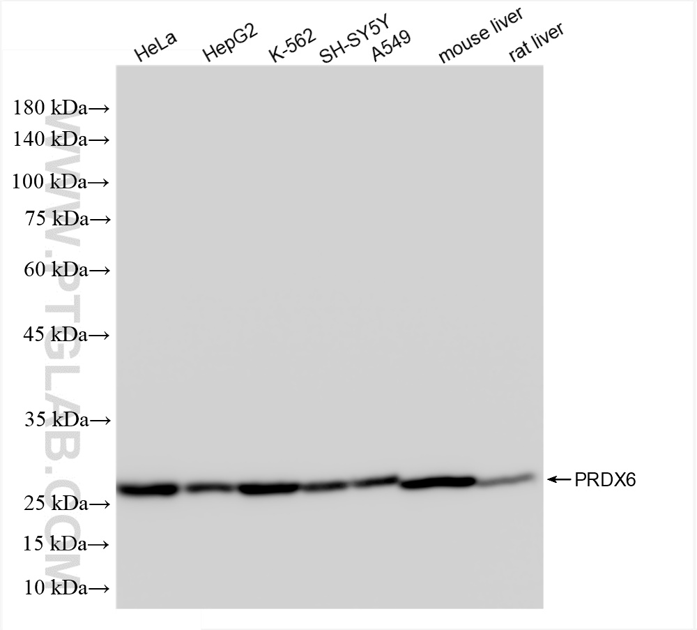 WB analysis using 86368-1-RR