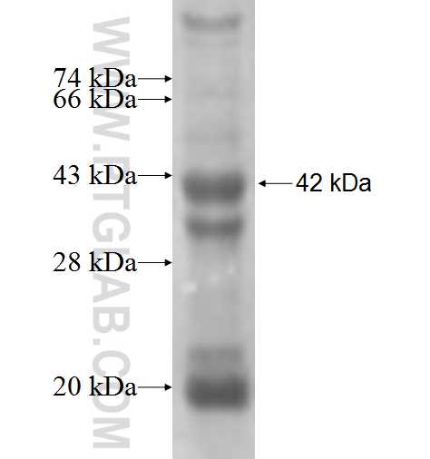 PRELP fusion protein Ag4637 SDS-PAGE