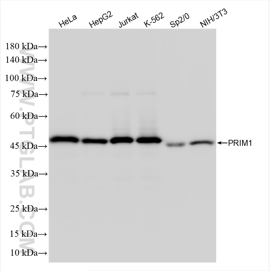 WB analysis using 86051-1-RR (same clone as 86051-1-PBS)